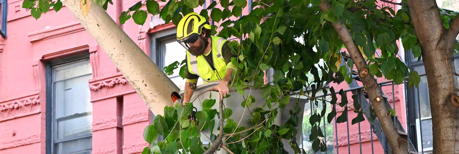 Heartwood Tree Care professionals