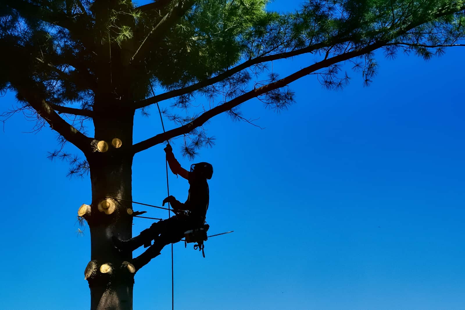 Tree care on a residential property