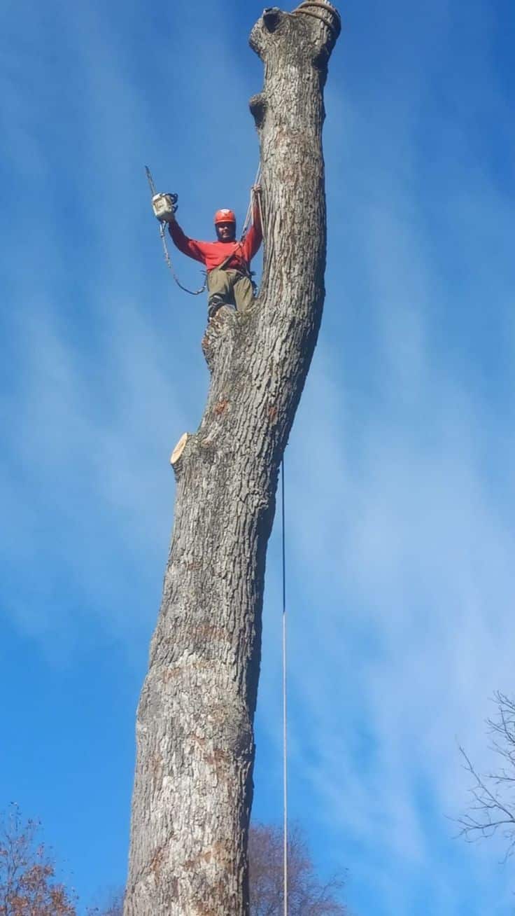 Certified arborist crew