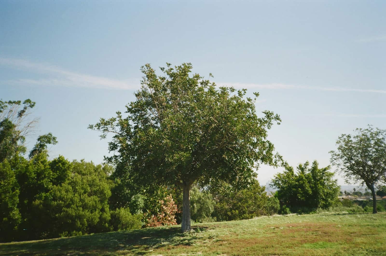 Completed tree care project