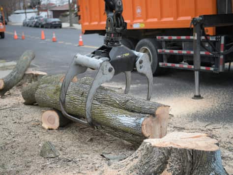 Arborist work in progress