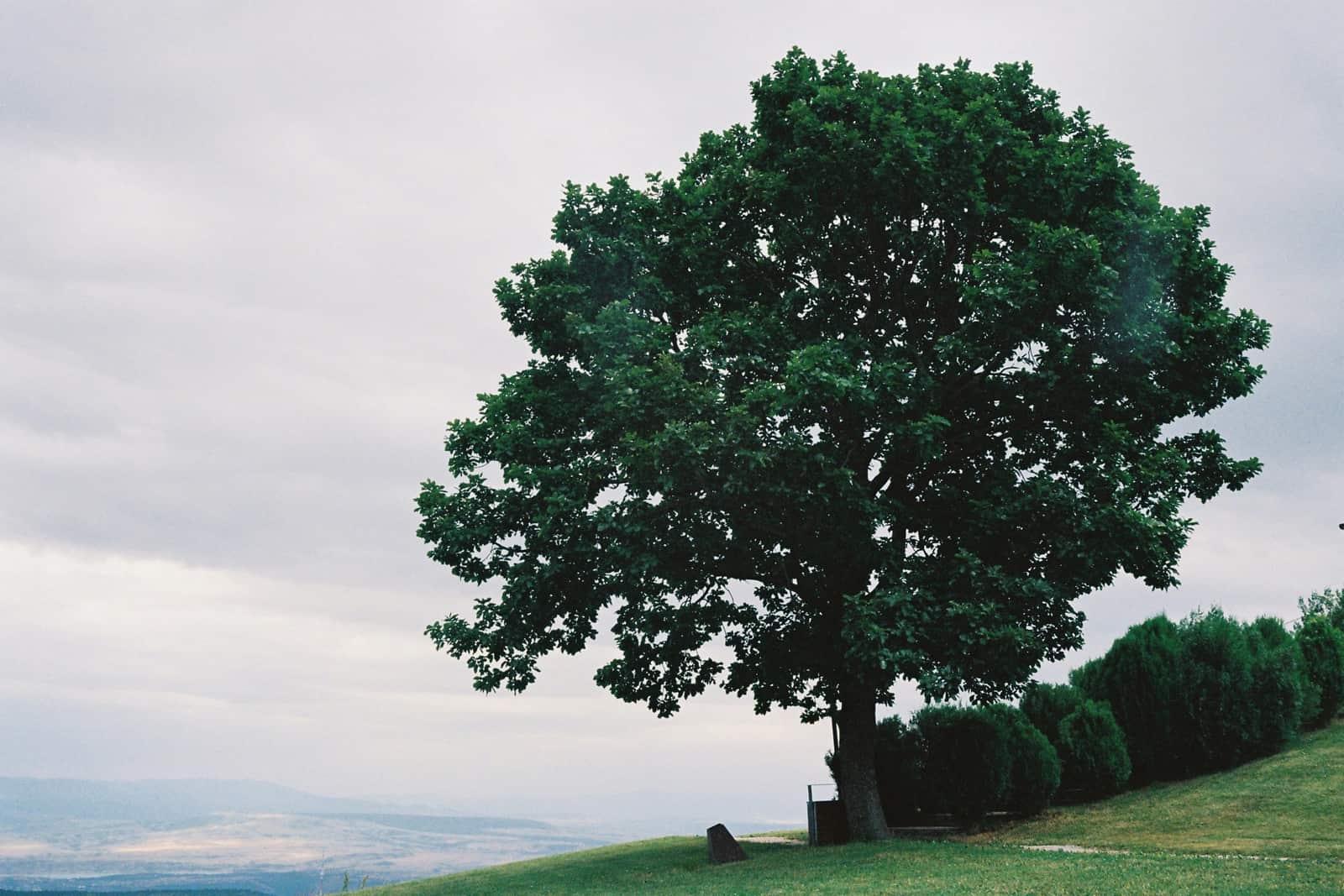 Emerald Ash Borer Treatment