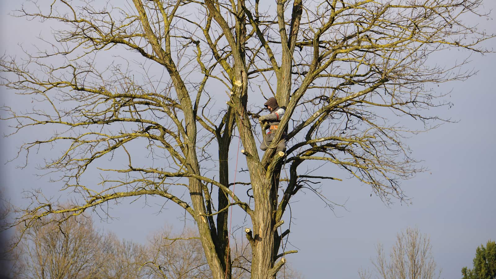 Tree Preservation