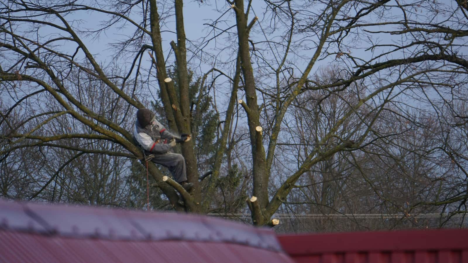 Tree Pruning
