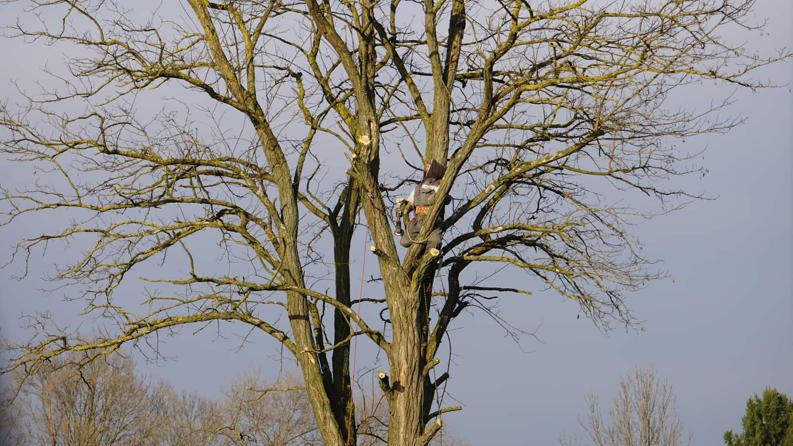 Tree services in the Carolinas
